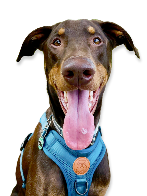 Gnawty Dog Academy Alumni Phineas