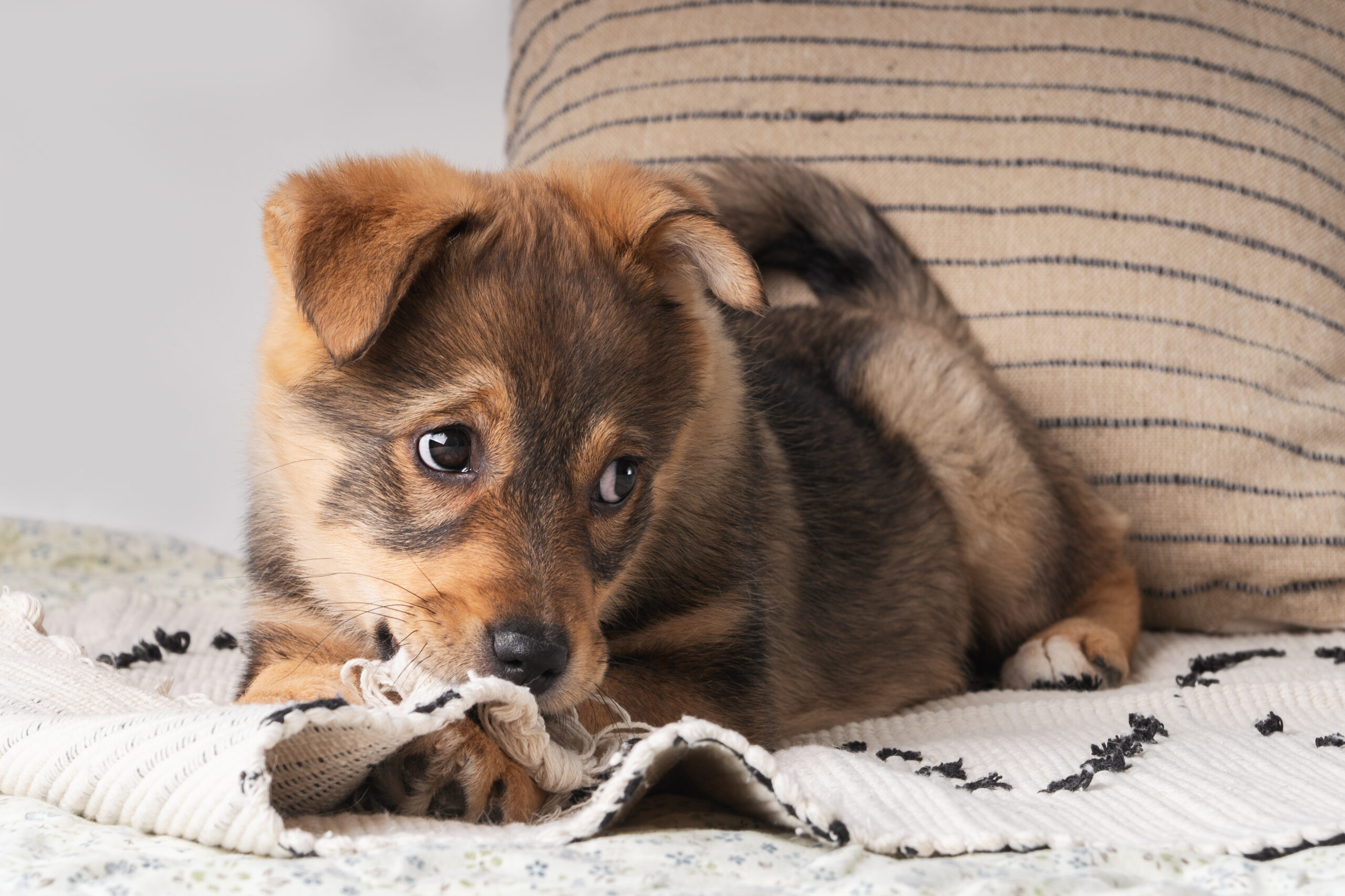 A fluffy mixed breed brown red puppy chews playfully at a colorful woven rug on a soft bed.