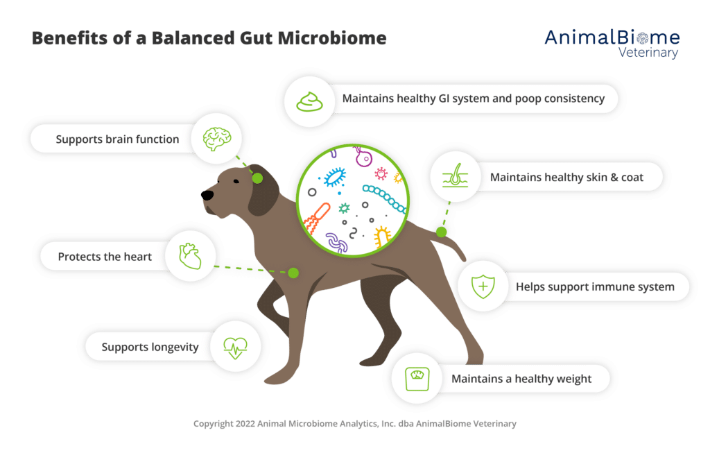 benefits of a balanced gut microbiome