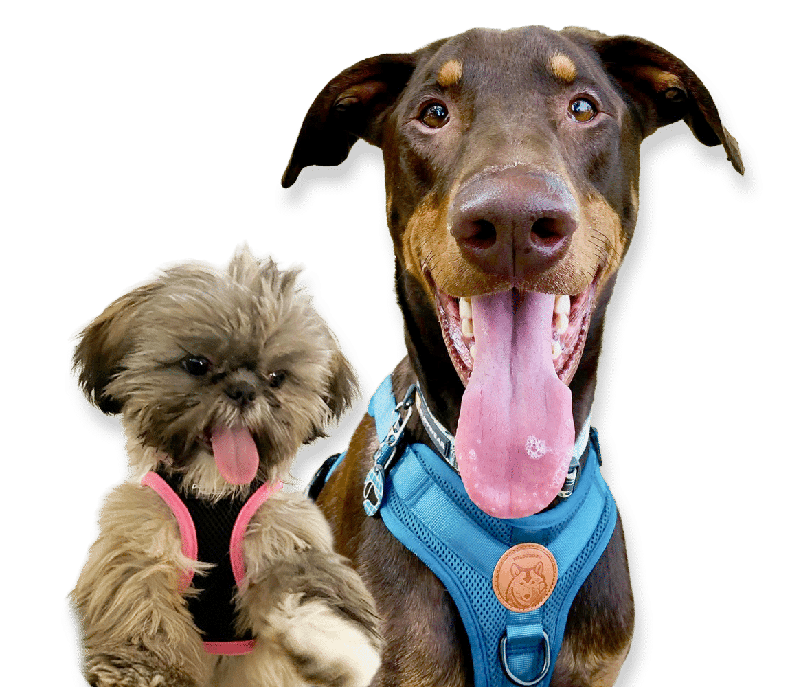 Gnawty Dog Academy Dogs