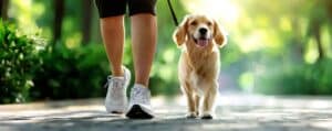 Woman walking dog on leash dog training